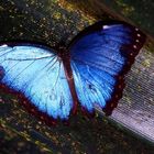 Unbekannter großer blauer Schmetterling