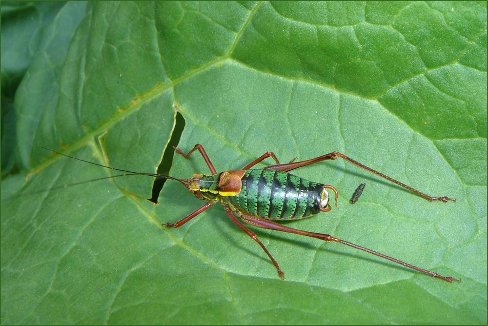 unbekannter hupfa in unserem garten...