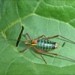 unbekannter hupfa in unserem garten...