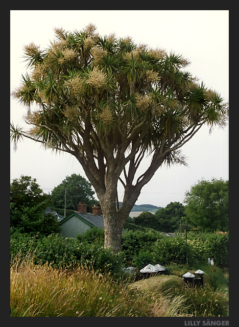 Unbekannter irischer Baum