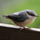 Unbekannter Jungvogel