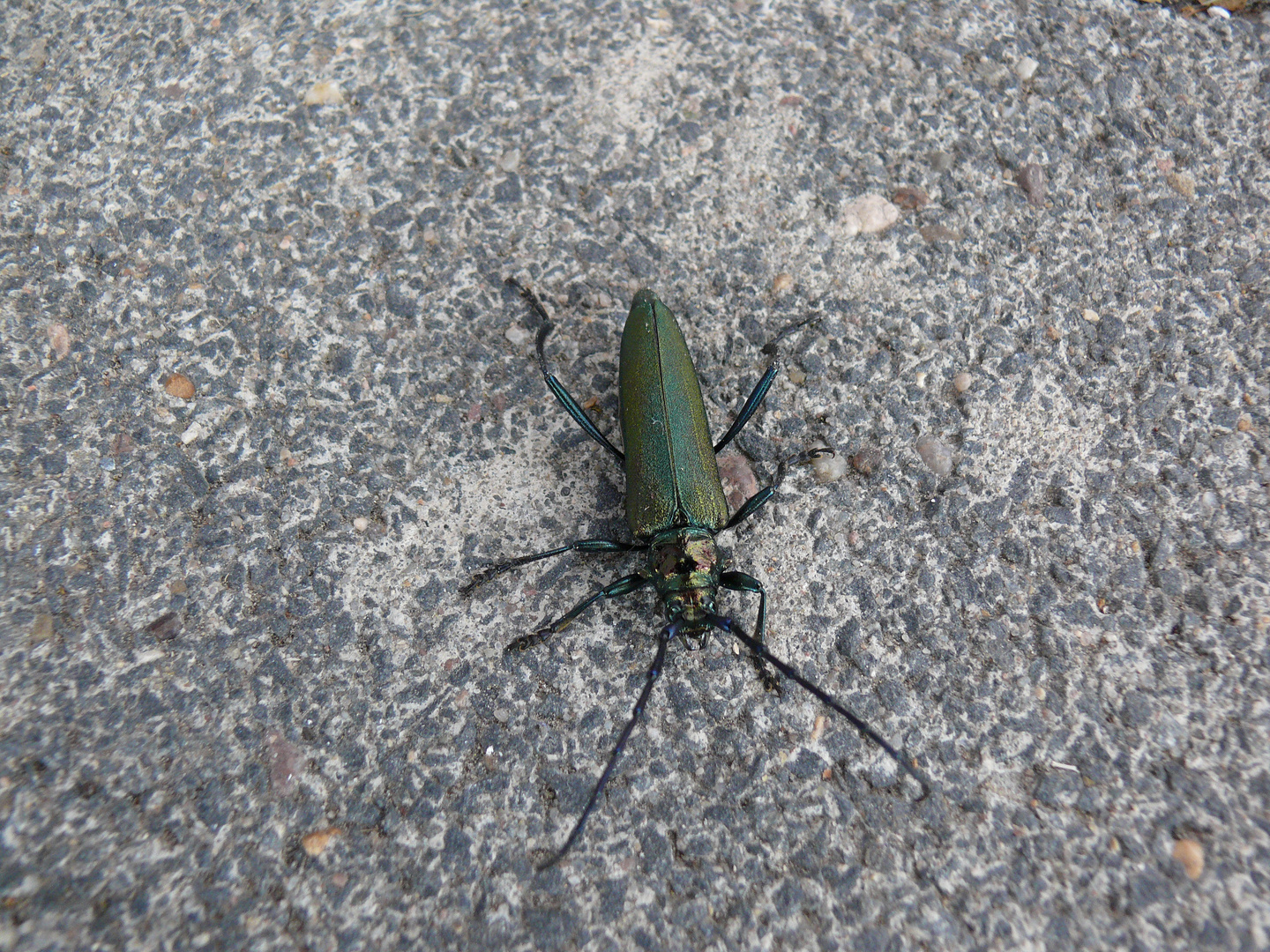 unbekannter Käfer