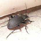 Unbekannter Käfer