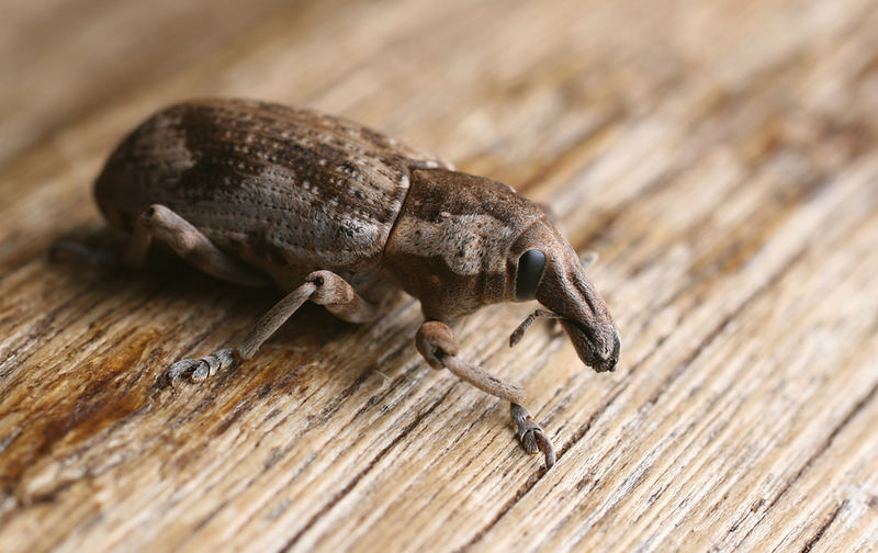 unbekannter Käfer