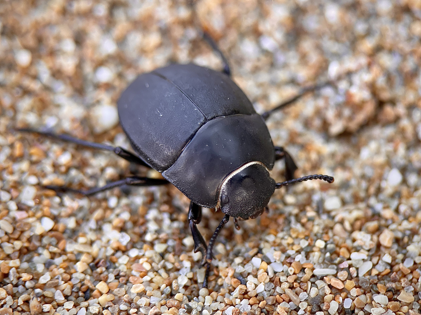 Unbekannter Käfer