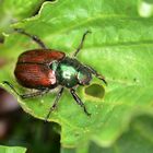 Unbekannter Käfer, der massenhaft bei mir auftritt.