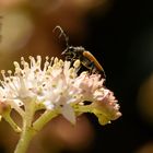 Unbekannter Käfer