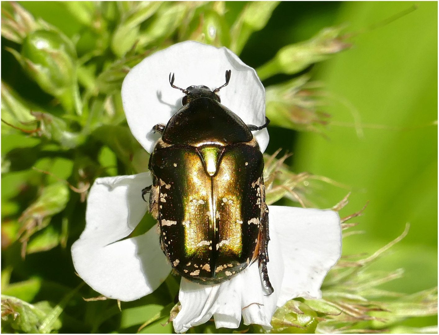 UNBEKANNTER KÄFER IM FLOX.