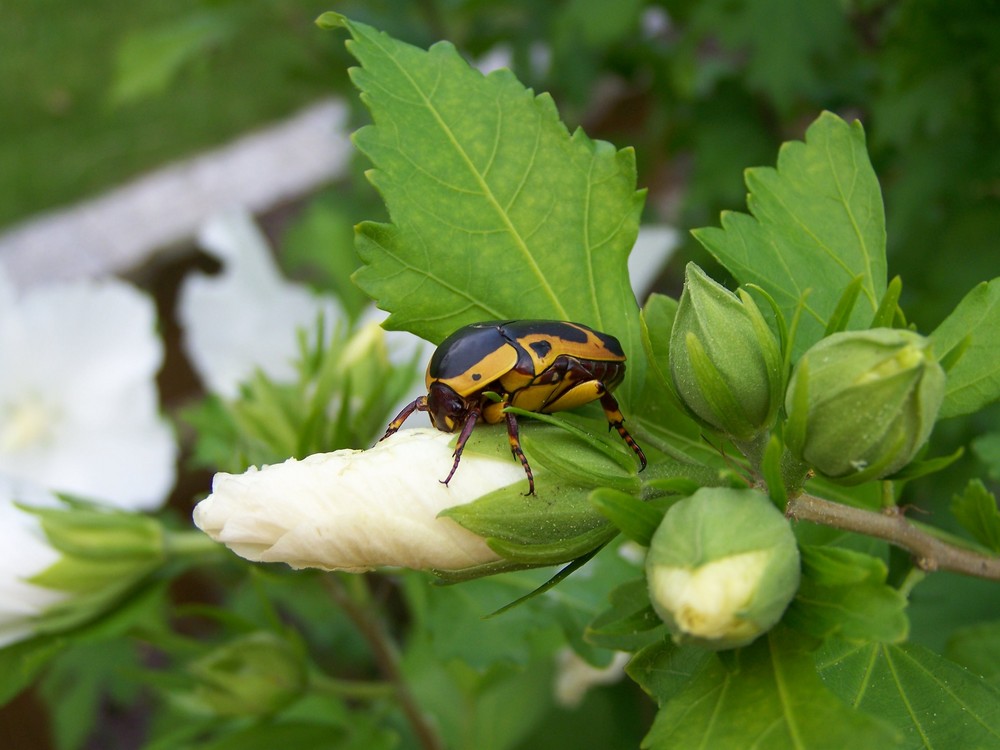 Unbekannter Käfer im Garten !
