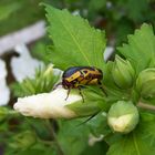 Unbekannter Käfer im Garten !