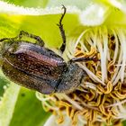 Unbekannter Käfer im Pollenrausch