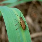 Unbekannter Käfer - Vielleicht Donacia crassipes ???