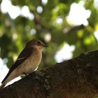 unbekannter kleiner Vogel