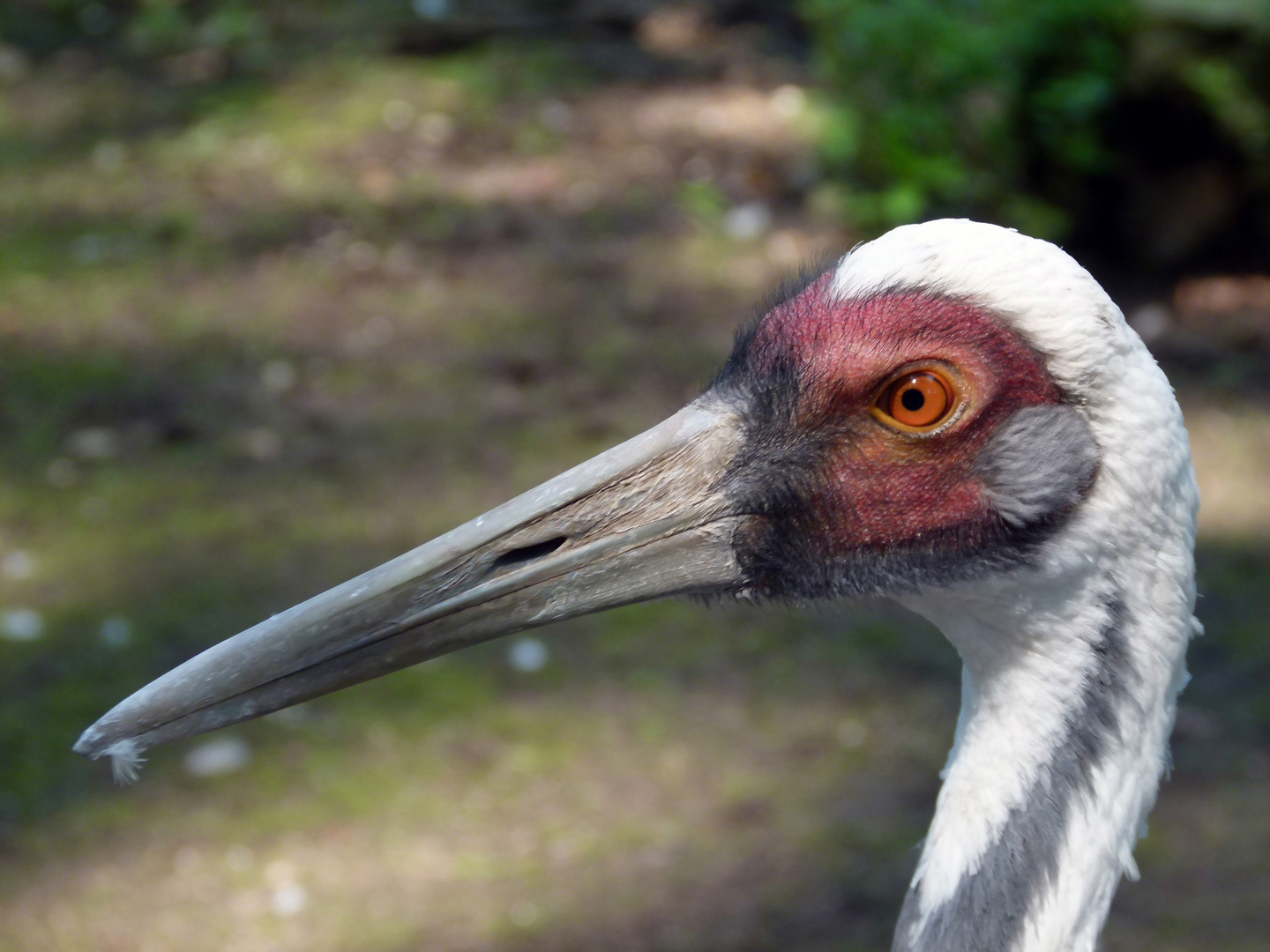 Unbekannter "Langschnabel" im Krefelder Zoo