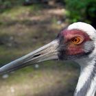 Unbekannter "Langschnabel" im Krefelder Zoo