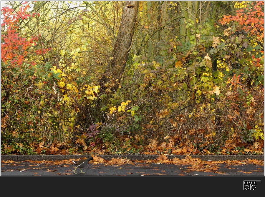 Unbekannter Laufvogel in herbstlichem Umfeld.