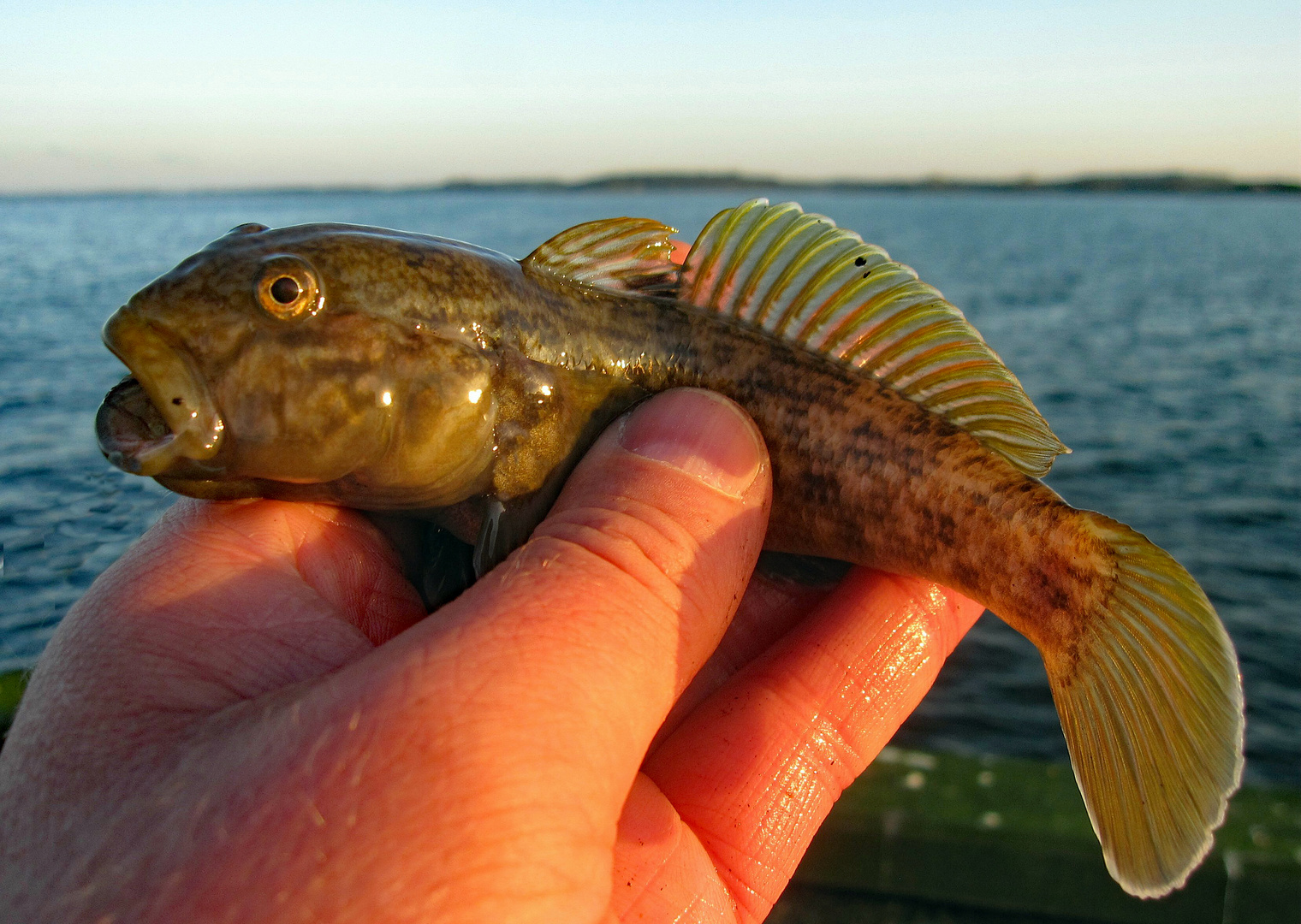 Unbekannter Ostseefisch Foto &amp; Bild ostsee, natur, fisch Bilder auf