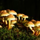 unbekannter Pilz 1