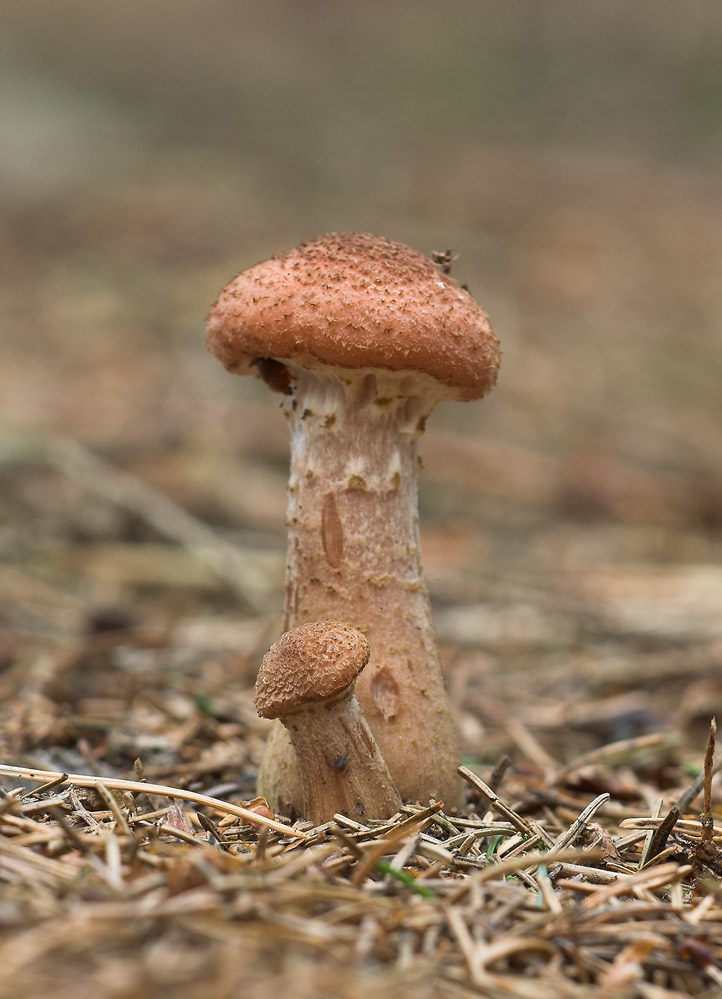 unbekannter Pilz 1