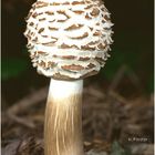 unbekannter Pilz