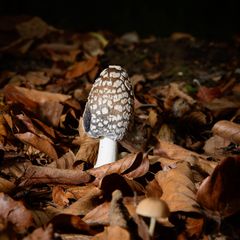 unbekannter Pilz 4