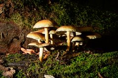 unbekannter Pilz 5