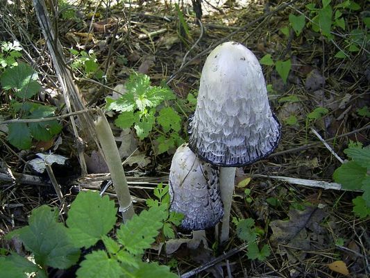 unbekannter Pilz