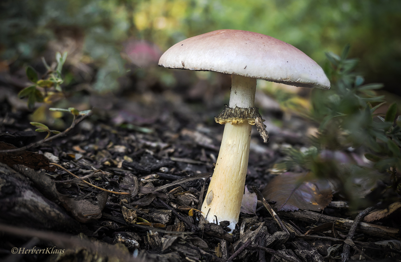 unbekannter Pilz