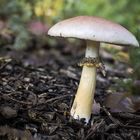 unbekannter Pilz