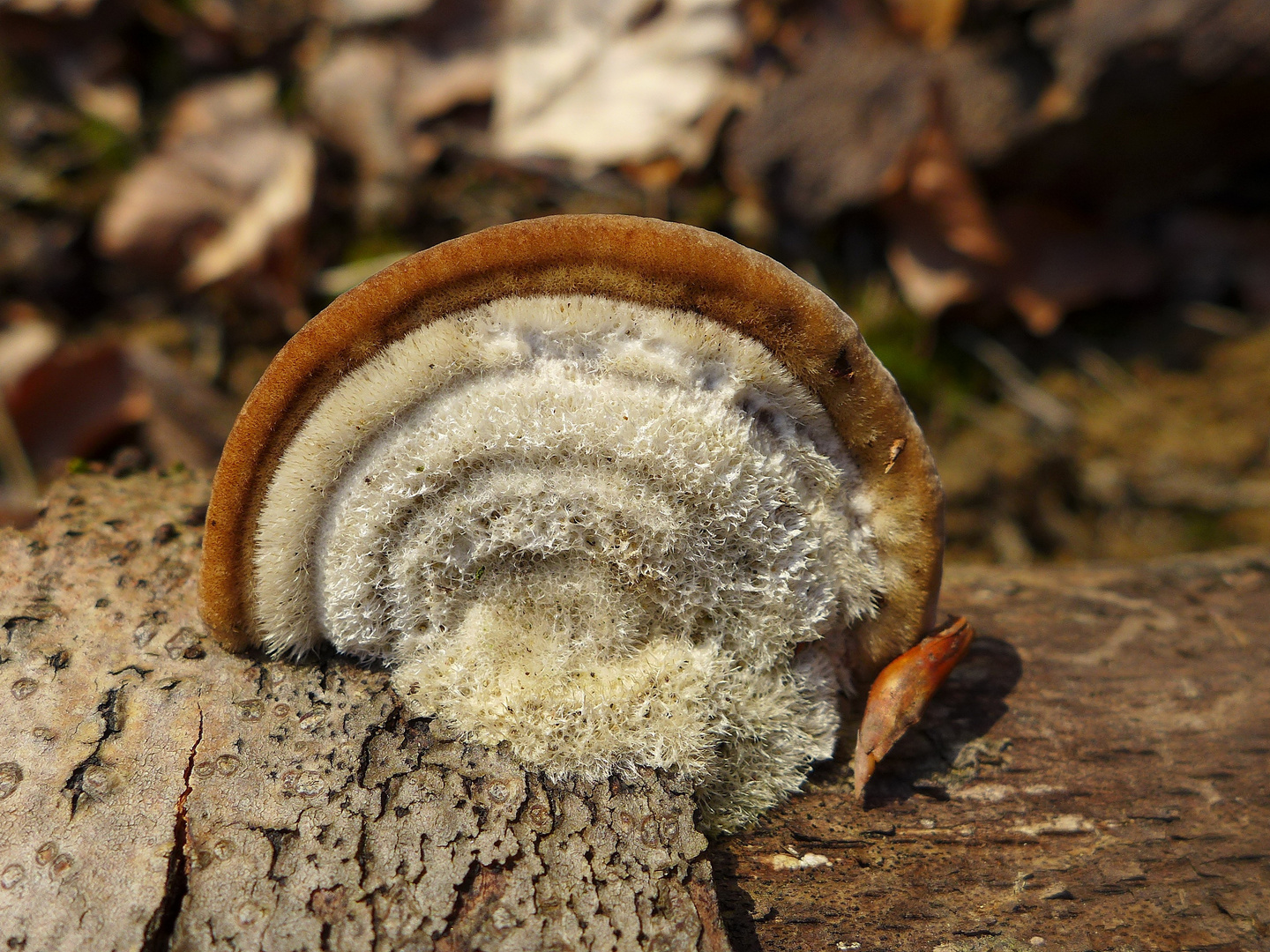 Unbekannter Pilz am toten Holz.