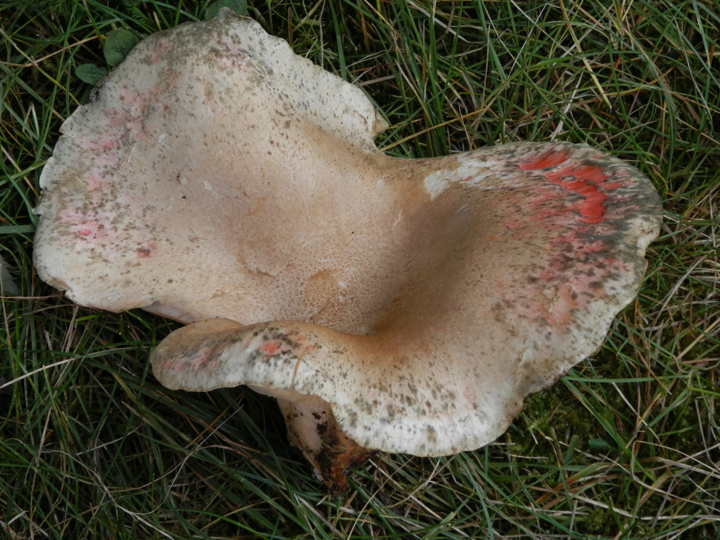 Unbekannter Pilz auf vermodertem Holz