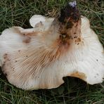 Unbekannter Pilz auf vermodertem Holz 