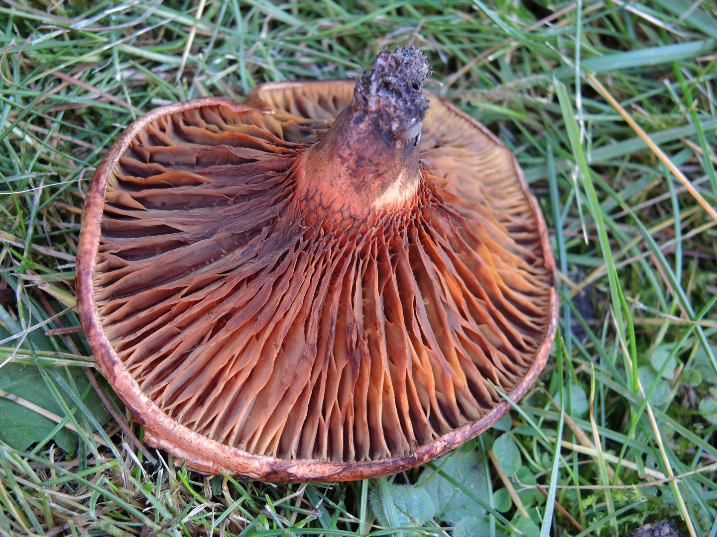 Unbekannter Pilz auf vermodertem Holz