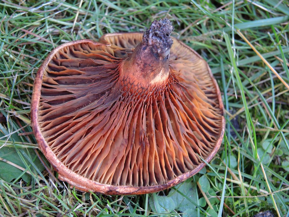 Unbekannter Pilz auf vermodertem Holz