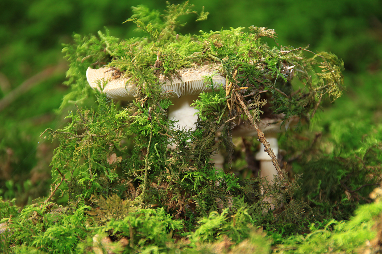 Unbekannter Pilz beim Versteckspiel