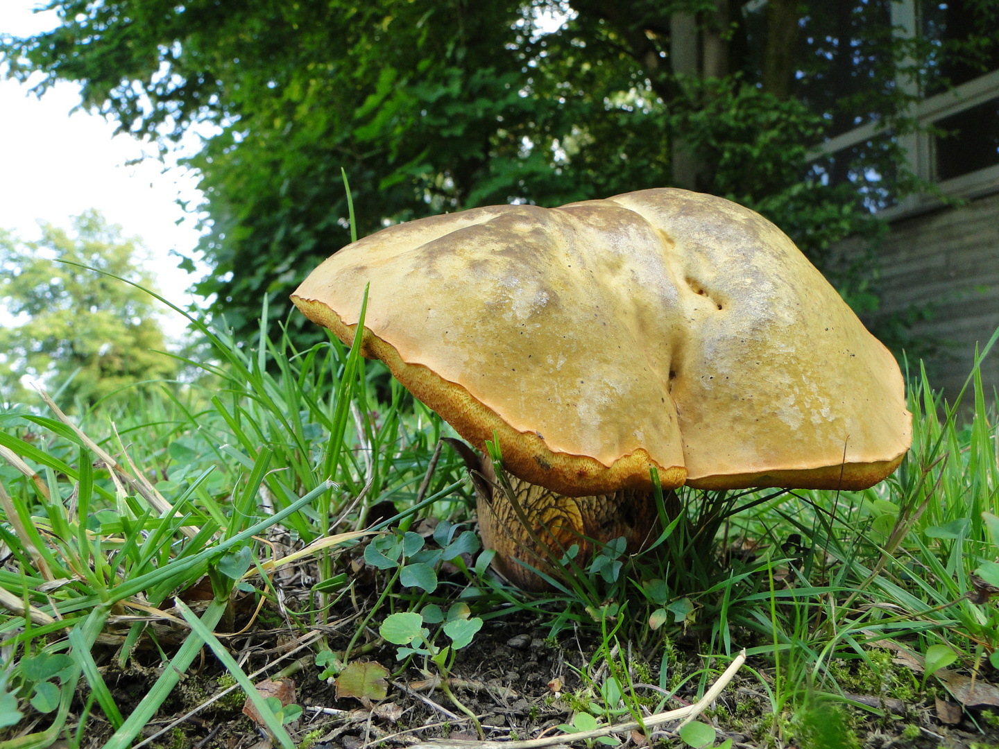 Unbekannter Pilz in der Wiese...