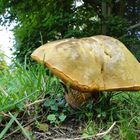 Unbekannter Pilz in der Wiese...