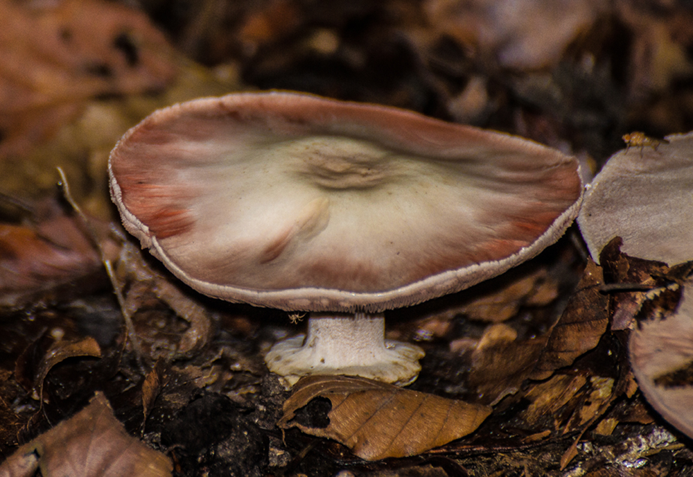 unbekannter Pilz mit Besuchern