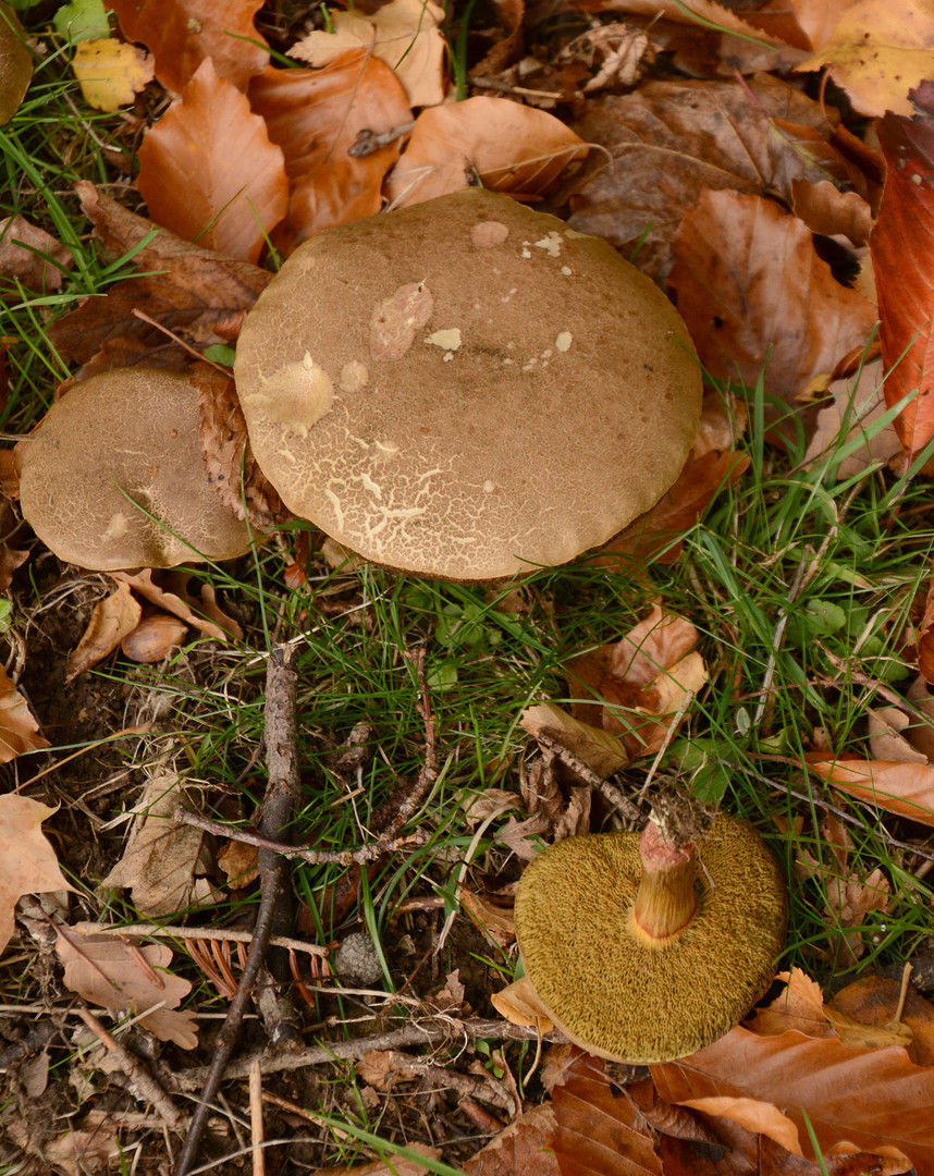 Unbekannter Pilz von heute im Garten: Maronenröhrling?