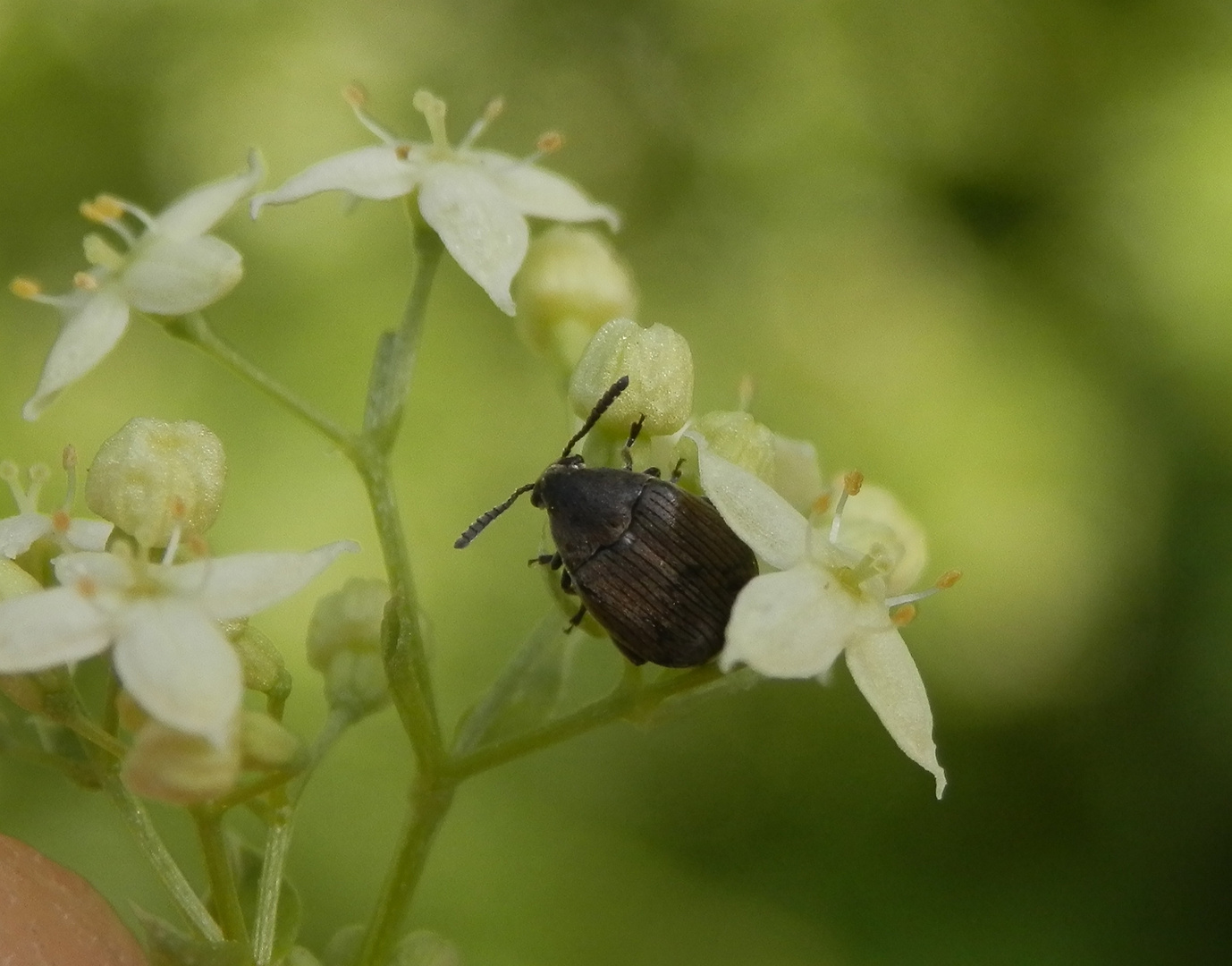 Unbekannter Samenkäfer (Bruchidius sp. ?) auf Wiesen-Labkraut