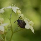 Unbekannter Samenkäfer (Bruchidius sp. ?) auf Wiesen-Labkraut