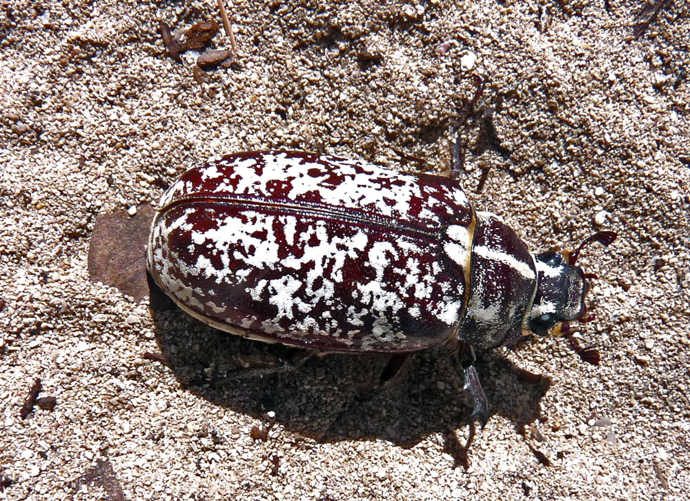 UNBEKANNTER SAND-STRAND KÄFER