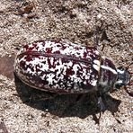 UNBEKANNTER SAND-STRAND KÄFER