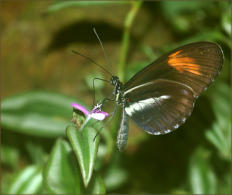 Unbekannter Schmetterling