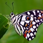 Unbekannter Schmetterling