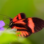 Unbekannter Schmetterling 2