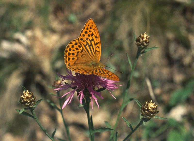 Unbekannter Schmetterling