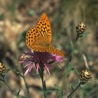 Unbekannter Schmetterling