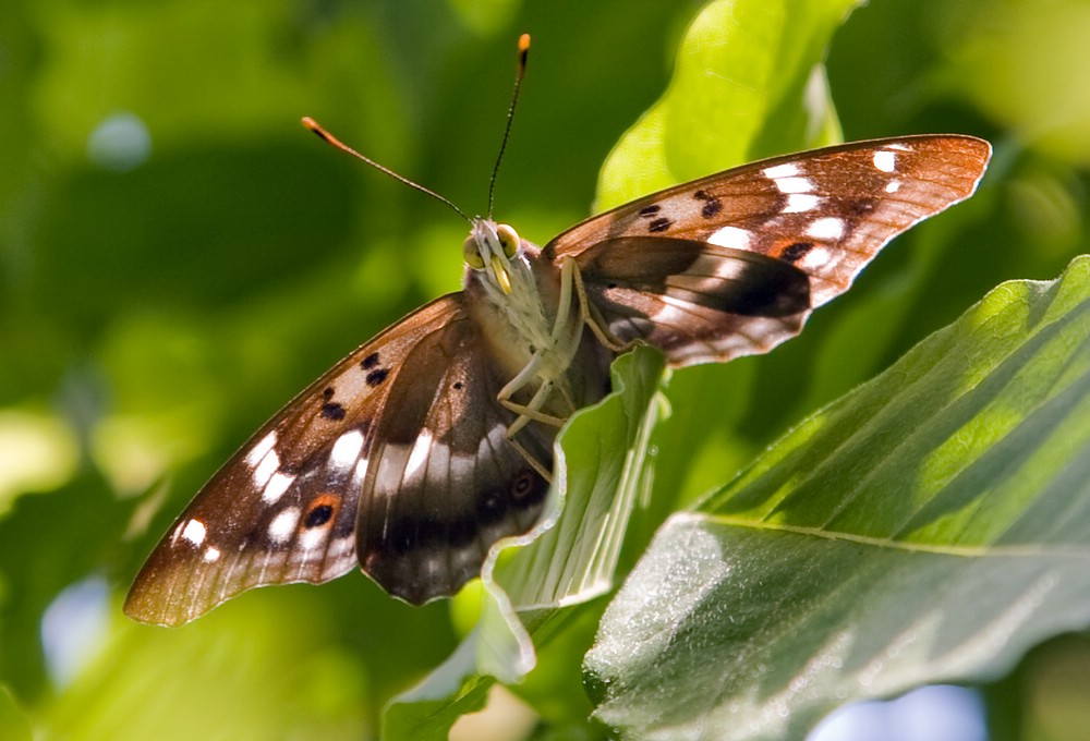 unbekannter Schmetterling