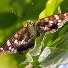 unbekannter Schmetterling